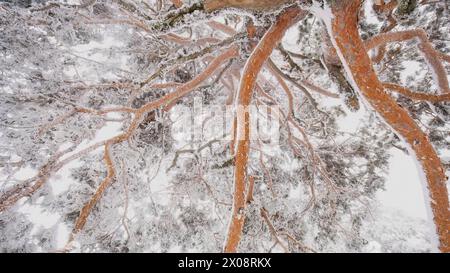 A close-up of snow-covered Aleppo pine branches intertwining against a white winter sky in Guadarrama National Park Stock Photo