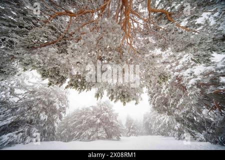 Frosty Aleppo pine branches create a natural intimate canopy in the serene winter landscape of Guadarrama National Park Stock Photo