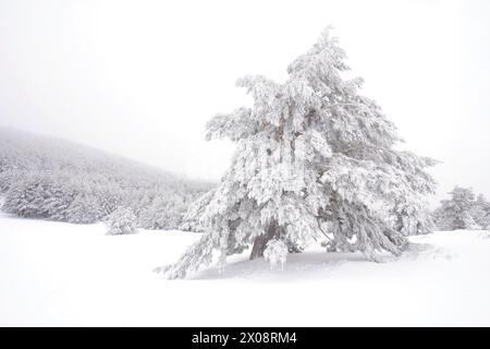 A serene winter scene in Guadarrama National Park, showing Aleppo pine trees blanketed in snow, creating an intimate and tranquil landscape Stock Photo