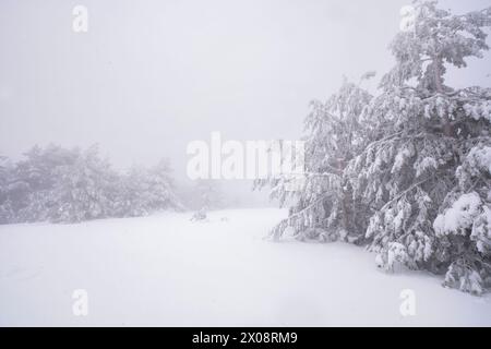 A serene snow-covered landscape featuring Aleppo pines amidst the winter tranquility of Guadarrama National Park Stock Photo