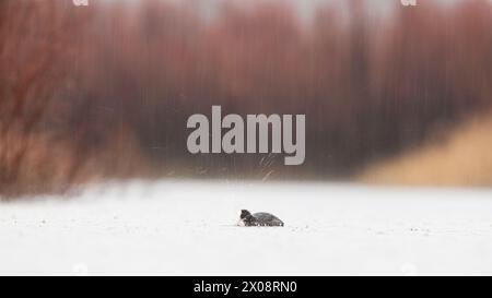 A solitary Common Coot braves a snowy landscape, with soft focus trees in the background, and snowflakes gently falling around it. Stock Photo
