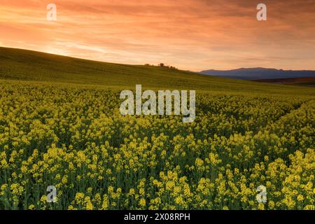 Colza fields in full bloom, basking in the warm glow of golden hour with a rolling hill background, located in Guadalajara, Spain Stock Photo