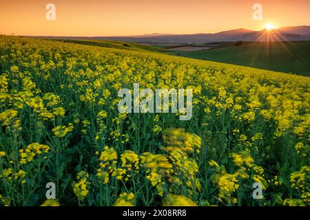A picturesque sunset casting golden light over a lush colza field with rolling hills and distant mountains in Guadalajara, Spain Stock Photo