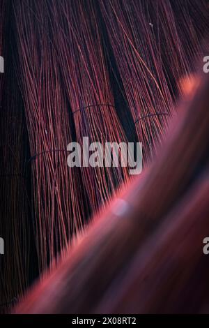 Close-up abstract photograph of wicker cultivation with a bokeh effect, capturing the elegance and color contrast in Canamares, Cuenca, Spain Stock Photo