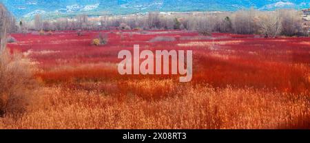 A panoramic view of saturated red wicker fields under the serene sky, juxtaposed with the tranquility of poplar trees in Canamares, Cuenca, highlighti Stock Photo