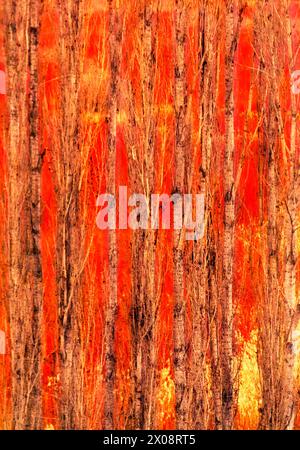 Close-up of the vivid red-orange textured bark of a poplar tree, characteristic of the wicker cultivation landscape in Canamares, Cuenca, Spain Stock Photo