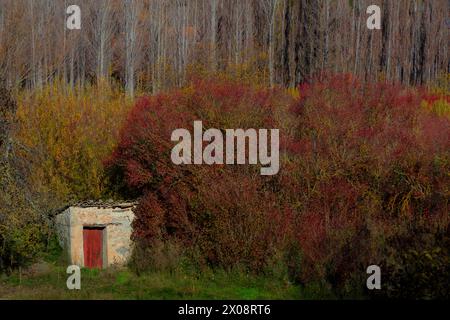 Autumnal hues envelop wicker fields framing an old stone shed with a contrasting red door, overshadowed by tall poplar trees in Canamares, Spain Stock Photo