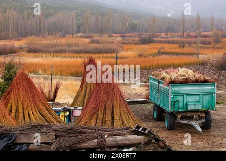 Autumnal hues envelop wicker fields framing an old stone shed with a contrasting red door, overshadowed by tall poplar trees in Canamares, Spain Stock Photo