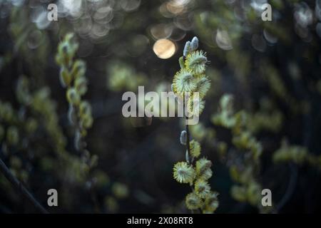 Soft focus image of willow catkins blooming with a warm, glowing bokeh background in spring. Stock Photo