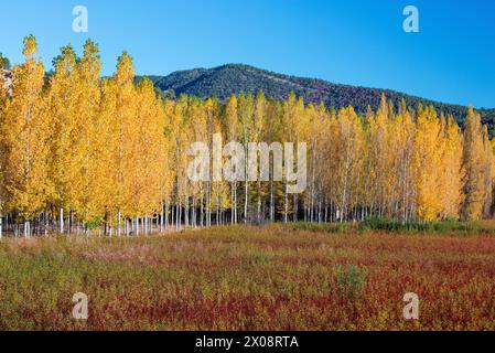 Vibrant autumn colors blanket a wicker field with towering golden poplar trees against a backdrop of forested hills in Canamares, Cuenca, Spain Stock Photo