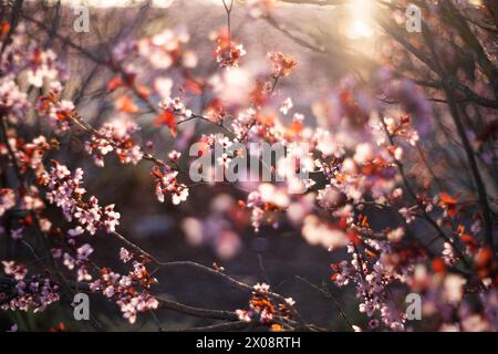 Enchanting almond blossoms bathe in the soft glow of morning sunlight, creating a dreamy ambiance in natural surroundings. Stock Photo
