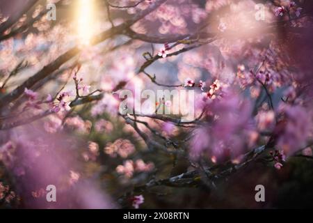 Ethereal almond tree blossoms captured in soft focus, bathed in golden sunlight. Stock Photo