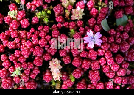 Top view close-up view of succulent garden, highlighting the rich, jewel-toned clusters with delicate blossoms interspersed Stock Photo