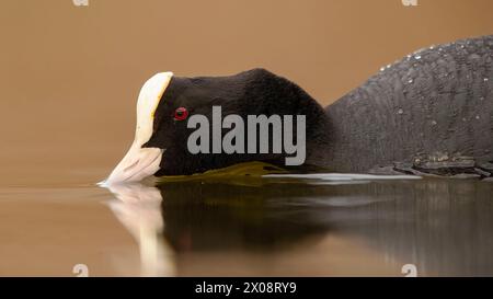 A detailed close-up shot of a Eurasian coot with its distinctive white beak and red eye, captured as it gracefully floats on calm waters Stock Photo