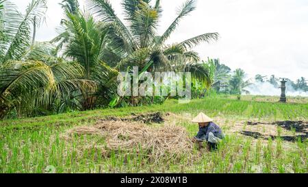A Balinese farmer works in a lush, green rice field surrounded by tropical palm trees, wearing a traditional conical hat, depicting rural life and agr Stock Photo