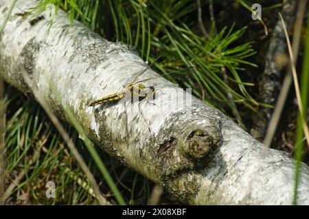 Natural closeup on a black tailed darter dfragonfly, Orthetrum cancellatum sitting on a branch of a tree Stock Photo