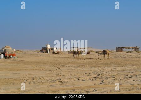 Numerous camels waiting for tourist riders in Qatari desert, Camels in the desert of Qatar, Middle East Stock Photo