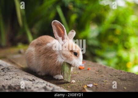 A fluffy brown and white rabbit nibbling on a stalk of greenery in a peaceful garden setting Stock Photo