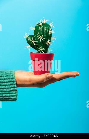 A human hand in a green sweater balancing a red potted heart-shaped cactus against a vivid blue background, with a clear focus on the plant. Stock Photo
