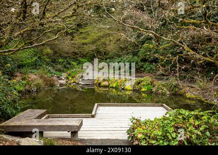 WA25153-00...WASHINGTON - Small pond with Skunk Cabbage blooming in the Woodland Garden area of the Washington Park Arboretum in Seattle. Stock Photo