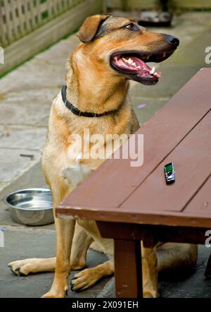 A brown golden shepherd with muzzle wide open, beckoning to someone about an incoming call from a cell phone laid down on a small wooden table Stock Photo