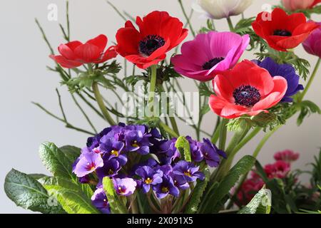 Close-up of a colorful bouquet of anemones and a dark blue Primula Elatior 'Gold Nugget ́ against a white background Stock Photo