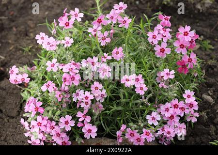 Close-up view of beautiful pink star-shaped phlox subulata flowers in a garden bed with view from above Stock Photo