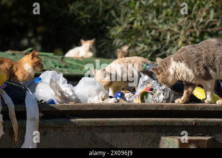 A few street cats foraging for food in an opened garbage dumpster on a sunny day. Stock Photo