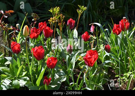 Red Triumph Tulip Seadov Flowers And Brilliant Yellow Euphorbia 