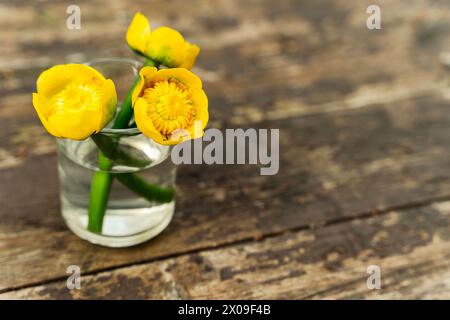 A beautiful bouquet of Nuphar lutea, also known as the yellow water lily, displayed on a rustic wooden table. This perennial aquatic plant Stock Photo