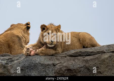 Lion feeding on a rock in winter Stock Photo