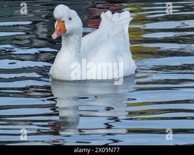 tufted Italian goose, also called Roman goose in honour of the legendary Capitoline geese Stock Photo