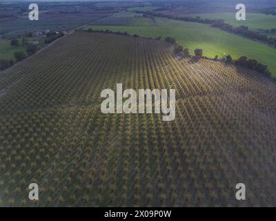 Top view of a hazelnut plantation in Tuscia, Viterbo province, central Italy. Stock Photo
