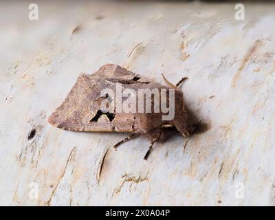 A Hebrew Character, Orthosia gothica, resting on a silver birch branch. Stock Photo