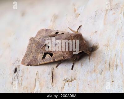 A Hebrew Character, Orthosia gothica, resting on a silver birch branch. Stock Photo