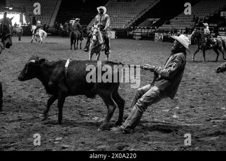 Little Rock, Arkansas, USA. 6th Apr, 2024. A cowboy tracks down a cow during the second annual Defeat the Beast Rodeo at Barton Coliseum in Little Rock, Arkansas Over 6000 fans attended officials said. (Credit Image: © Brian Branch Price/ZUMA Press Wire) EDITORIAL USAGE ONLY! Not for Commercial USAGE! Stock Photo