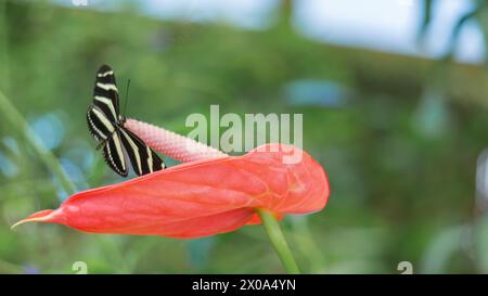 Vibrant butterfly on red bloom, nature’s elegance captured Stock Photo