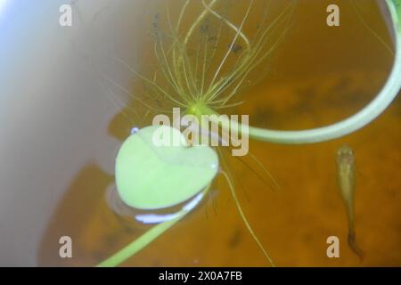 Koi fish (Cyprinus rubrofuscus) isolated on black background with clipping path Stock Photo