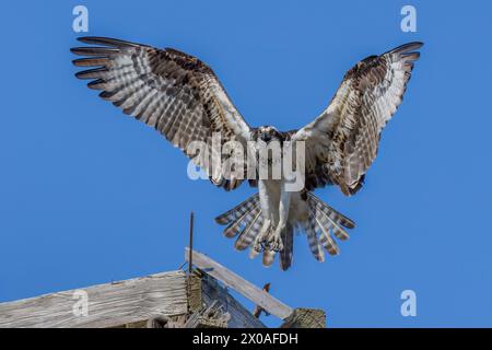 Osprey (Pandion haliaetus) landing on a nest, Lewes, Delaware Stock Photo