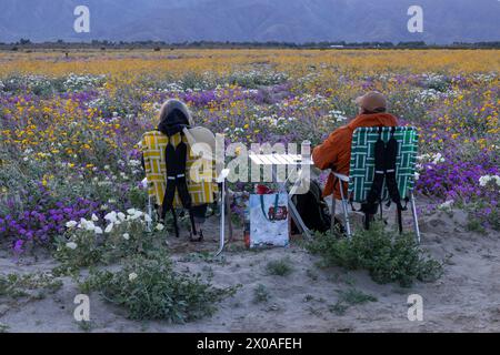 2 people sitting in field of blooming Desert Sand Verbena, Dune Evening Primrose and Desert Sunflowers, Anza-Borrego Desert Sate Park, California Stock Photo