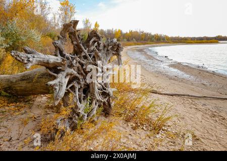 A large piece of driftwood sits by the lake at Cherry Creek State Park, Colorado, with trees, golden grasses and sage colored vegetation. Stock Photo