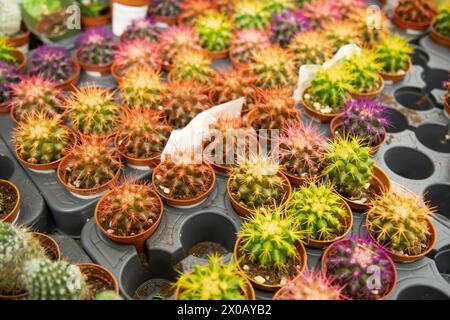 Small decorative cactuses  in little pots .  Green gardening business for house plants market Stock Photo