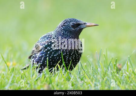 colorful adult grey starling on lawn, bird showing mating plumage ( Sturnus vulgaris ) Stock Photo