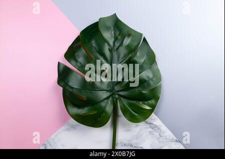 Top view of green monstera leaf on colourful background. Blue, pink and marble background. Pastel colourful wallpaper, marble texture, copy space. Stock Photo