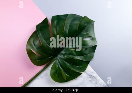 Top view of green monstera leaf on colourful background. Blue, pink and marble background. Pastel colourful wallpaper, marble texture, copy space. Stock Photo
