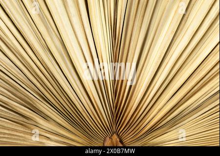 Top view of dried palm leaf. Tropical plant leaf, flat lay, copy space. Stock Photo