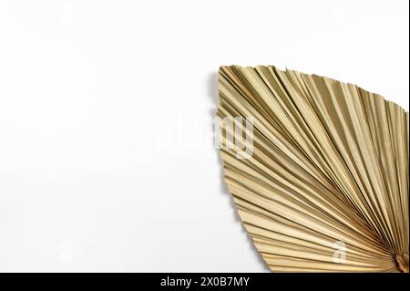 Top view of dried palm leaf on white background. Tropical plant leaf, flat lay, copy space. Stock Photo