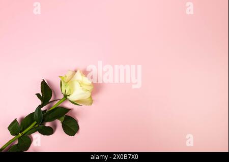 Top view of white rose on pink background. One tulip flat lay. Copy space. Stock Photo