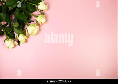 Top view of white roses bouquet on pink background. Flat lay, copy space. Stock Photo