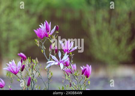 Blooming, fresh, pink magnolia flower. Another buds on the branches of the bush. Nature comes to life in spring. Natural, blurred background. Beautifu Stock Photo